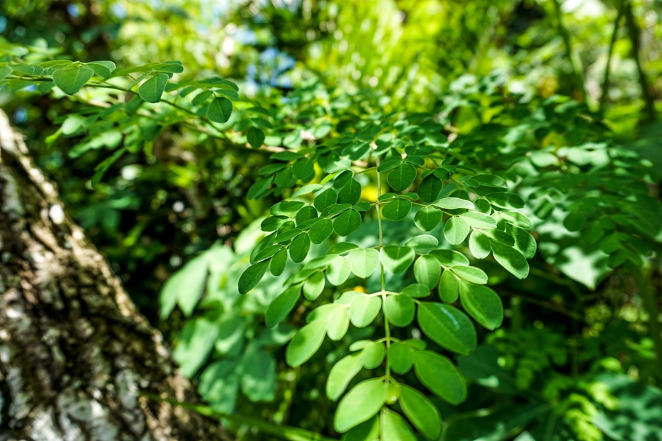 superfood moringa