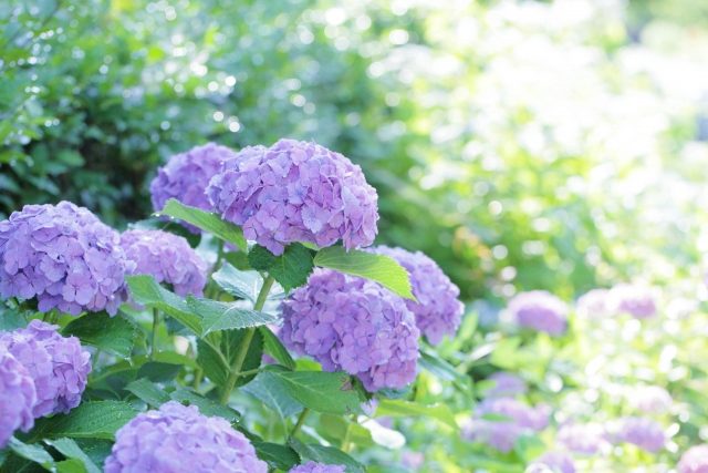 自然の力で心地よく カビ ムレ 臭い むくみなど 梅雨対策におすすめ10選 おもちゃ箱 公式通販 オーガニックで心地よい暮らしを